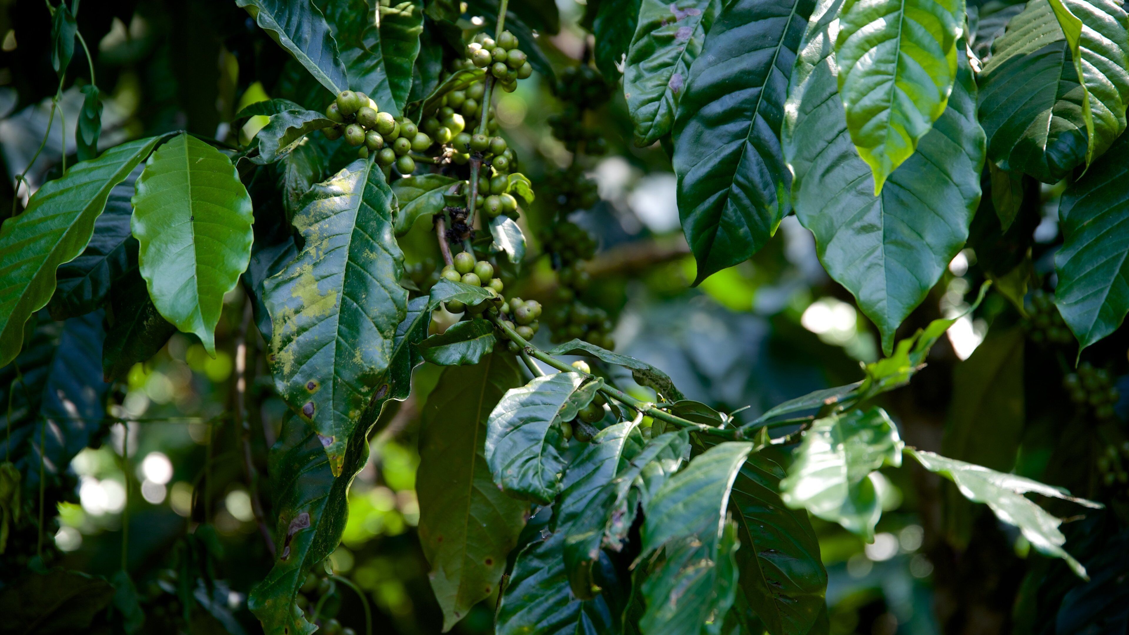 Coffee cherries on a tree with large green leaves.