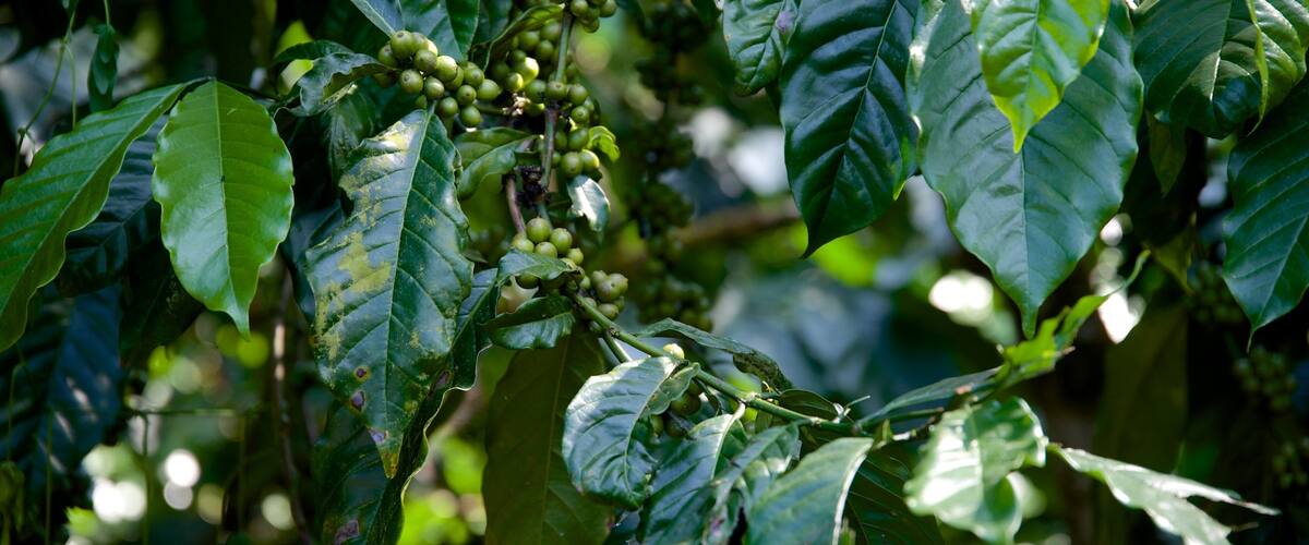 Coffee cherries on a tree with large green leaves.