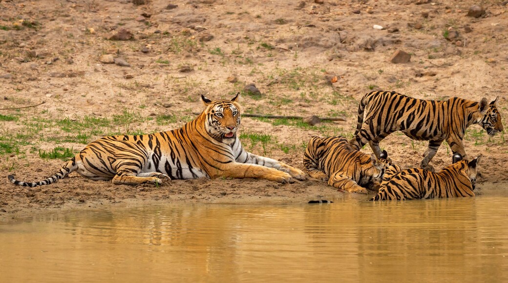 wild female tiger or mother tigress or panthera tigris in motherhood days with three new born cubs near natural waterhole in hot summer season safari at bandhavgarh national park madhya pradesh india