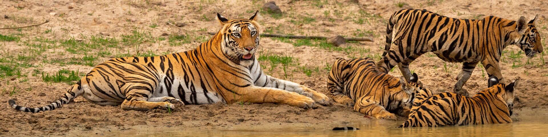 wild female tiger or mother tigress or panthera tigris in motherhood days with three new born cubs near natural waterhole in hot summer season safari at bandhavgarh national park madhya pradesh india