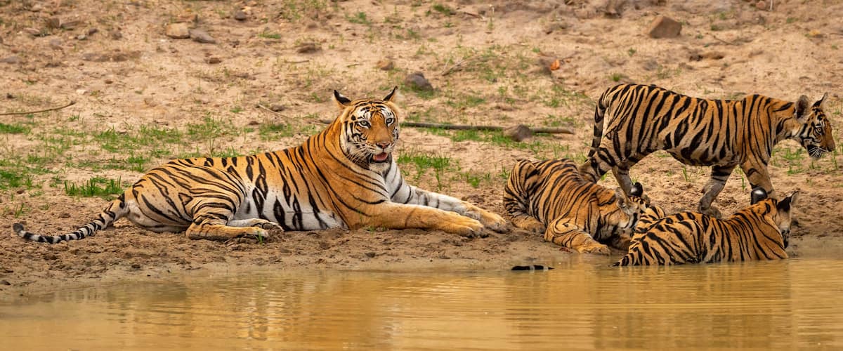 A tiger lying by a water body, with another tiger standing nearby.