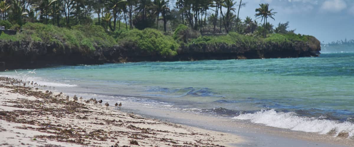 Cliffside Ocean with Birds
