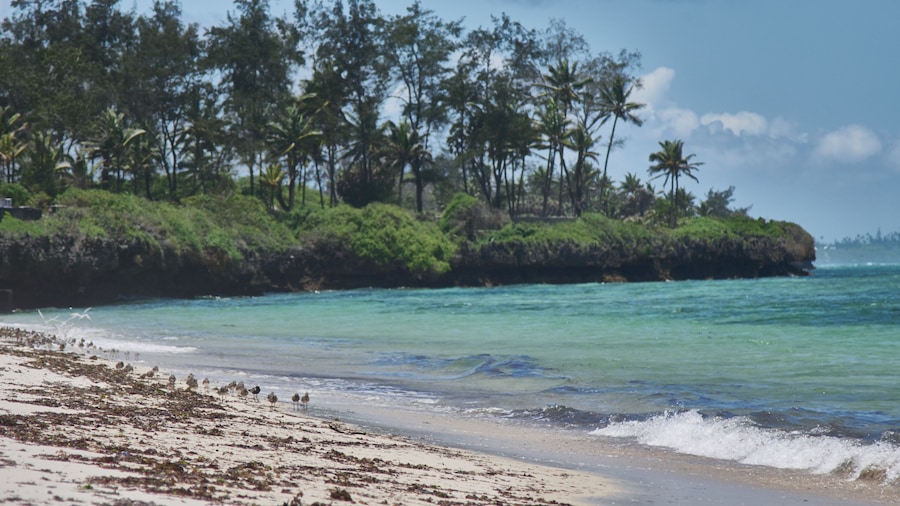 Cliffside Ocean with Birds