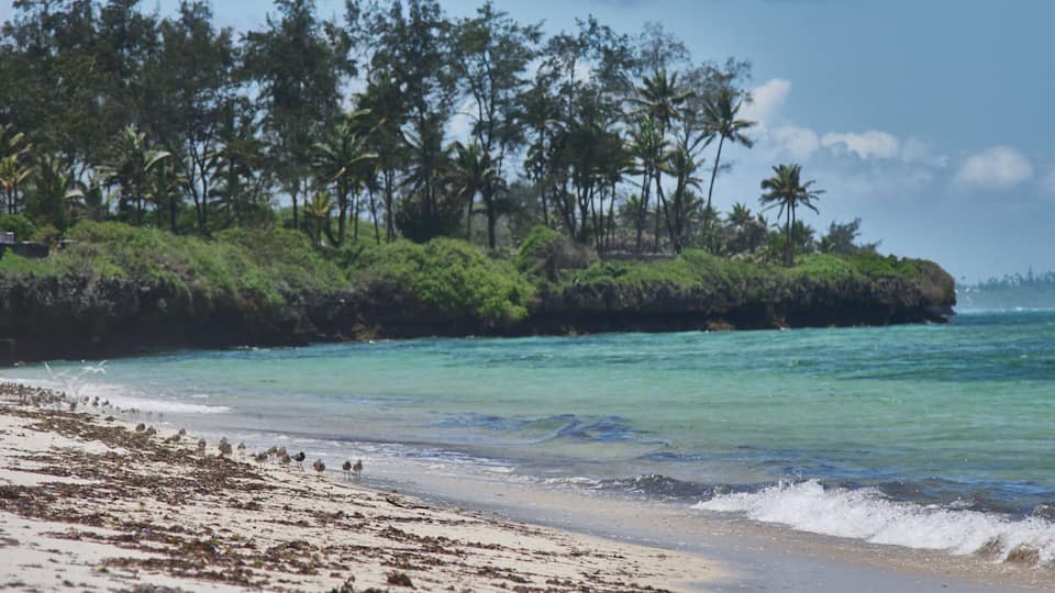 A beach with clear turquoise water, sandy shore, and a line of palm trees in the background.