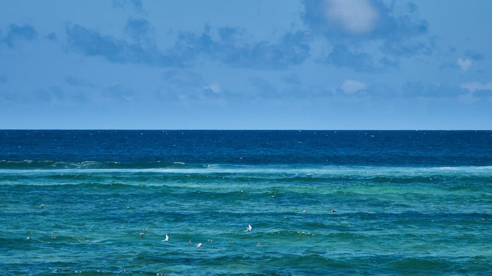 A calm sea with waves and seagulls flying.