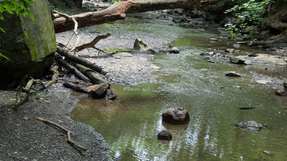 A forest stream with rocks and fallen trees.