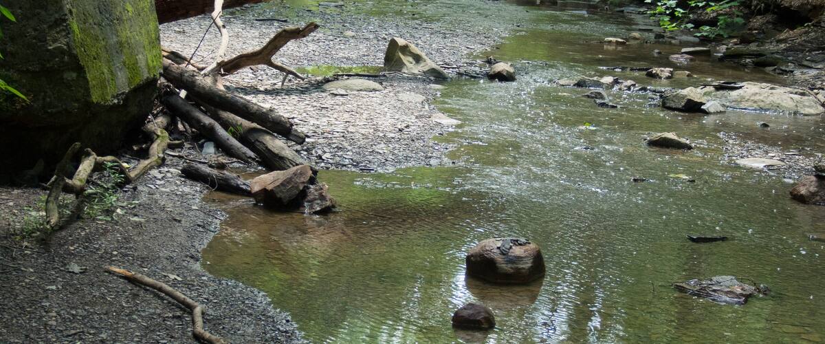 A forest stream with rocks and fallen trees.