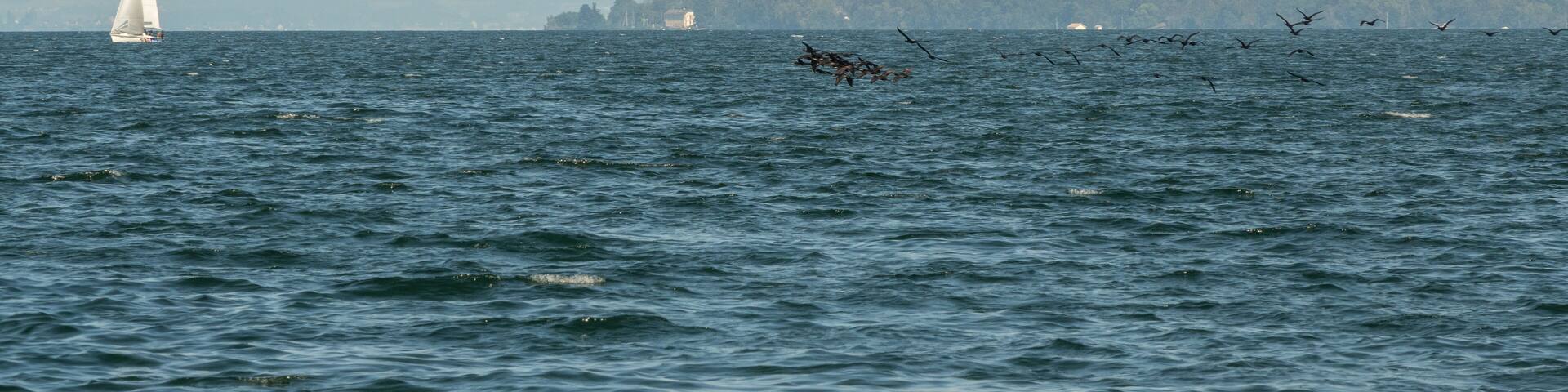 Vol De Cormorans sur le Lac Léman