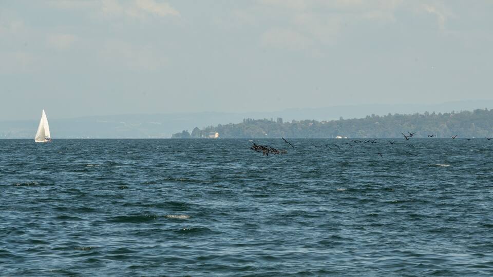 A sailboat on a calm sea with a flock of birds flying over the water.