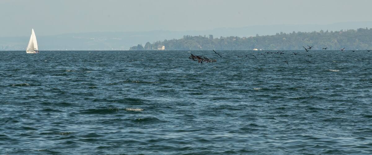 A sailboat on a calm sea with a flock of birds flying over the water.