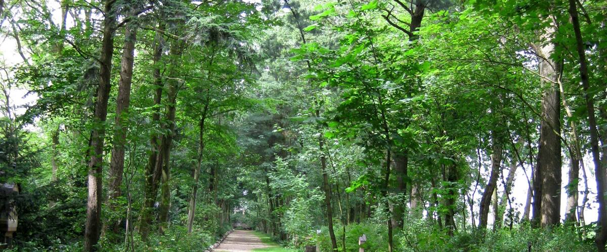A gravel path flanked by lush green trees in a forested area.