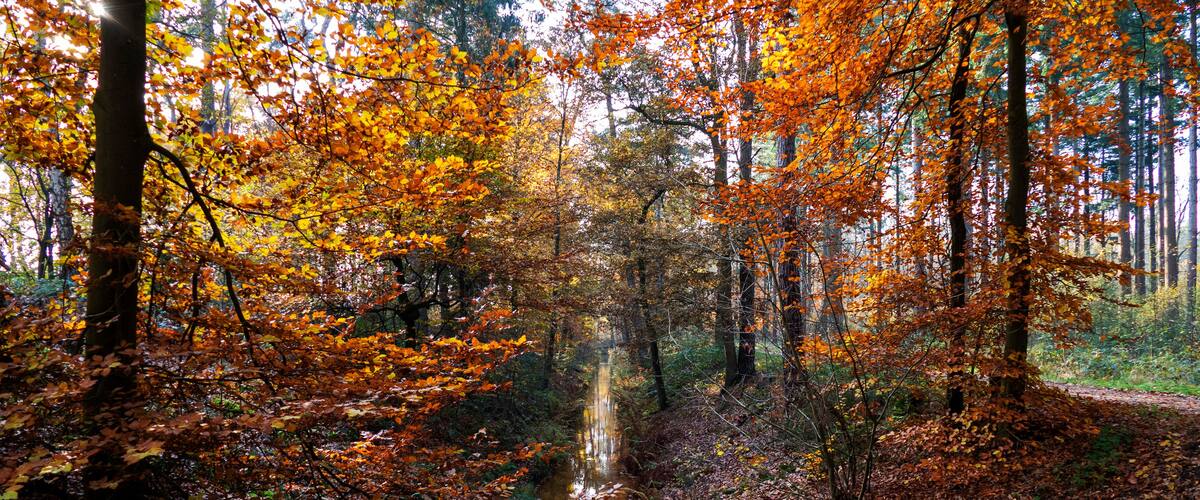 Autumn scenery with a small brook in the forest near Eerbeek, Netherlands