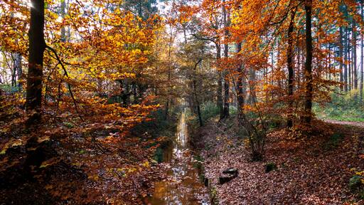 Autumn scenery with a small brook in the forest near Eerbeek, Netherlands