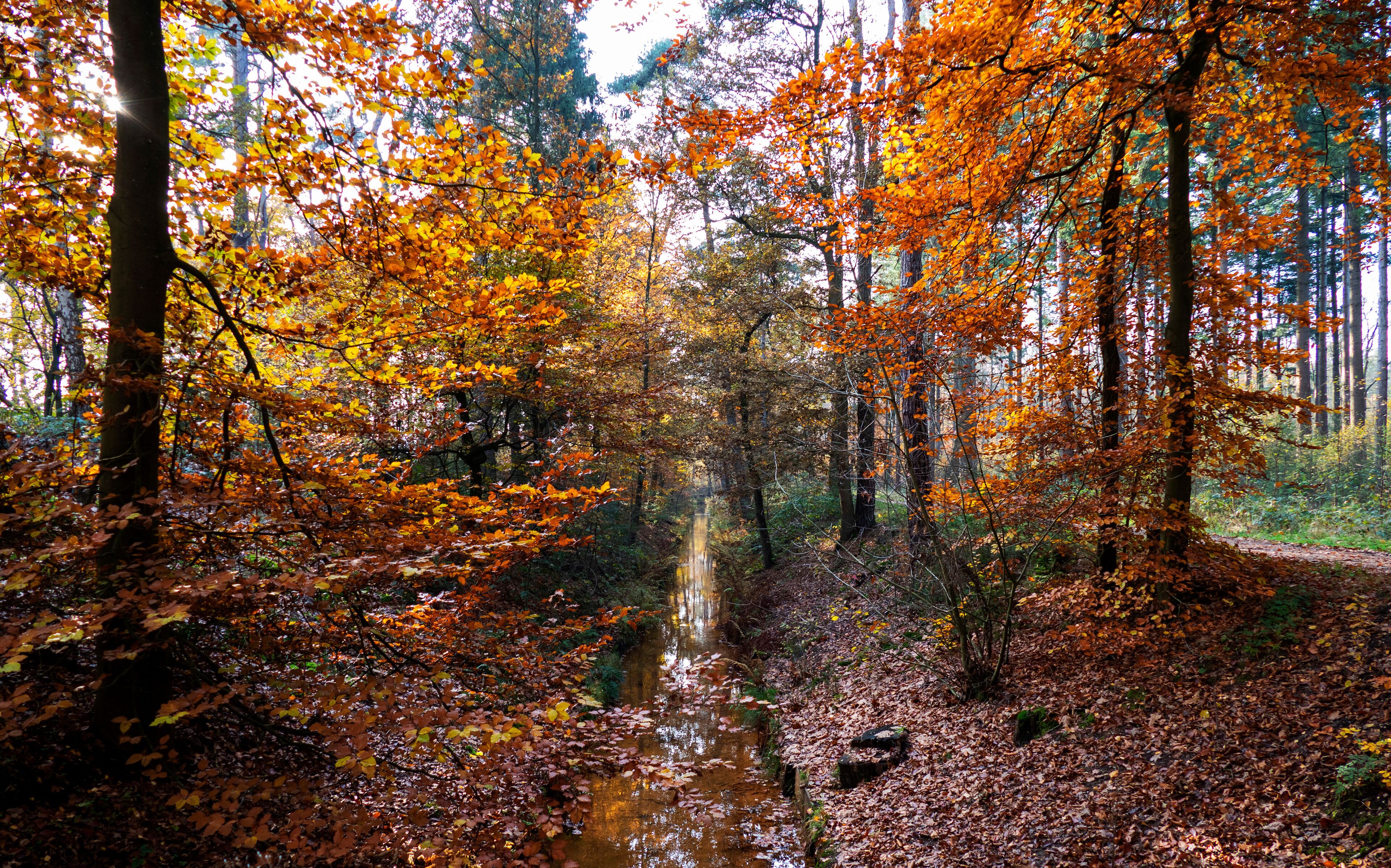 A forest with a stream surrounded by trees with autumn leaves.