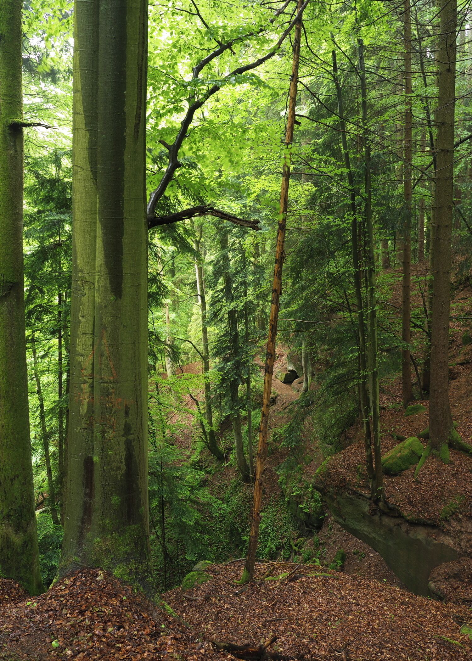 View in south west direction (roughly) onto the upper side of the grotto in the Geldmacherklinge (natural monument; ravine near Welzheim in Baden-Württemberg, Germany)