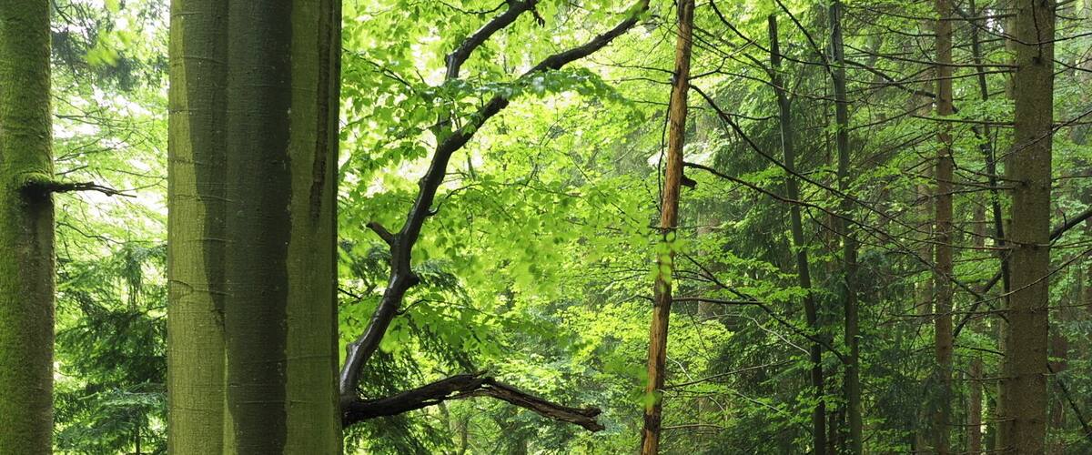View in south west direction (roughly) onto the upper side of the grotto in the Geldmacherklinge (natural monument; ravine near Welzheim in Baden-Württemberg, Germany)
