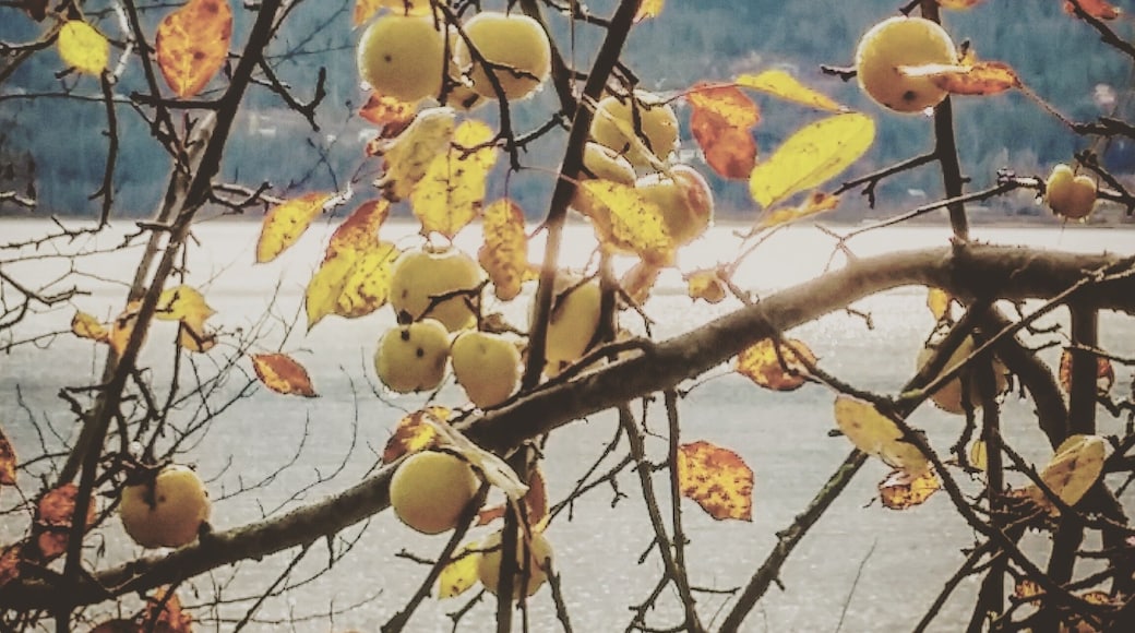Seen a crab apple tree today. They were huge.
