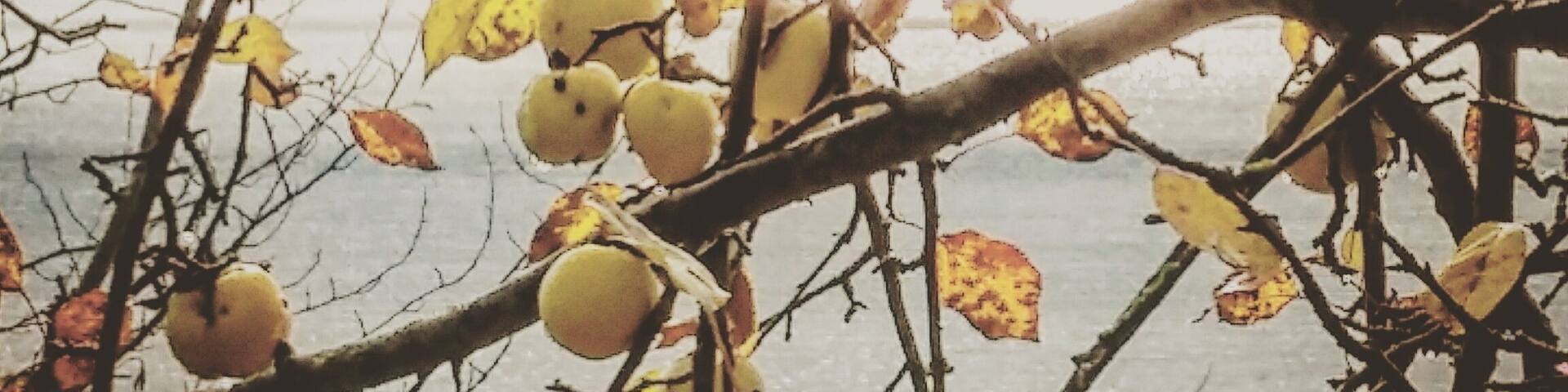Seen a crab apple tree today. They were huge.