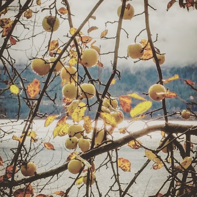Seen a crab apple tree today. They were huge.