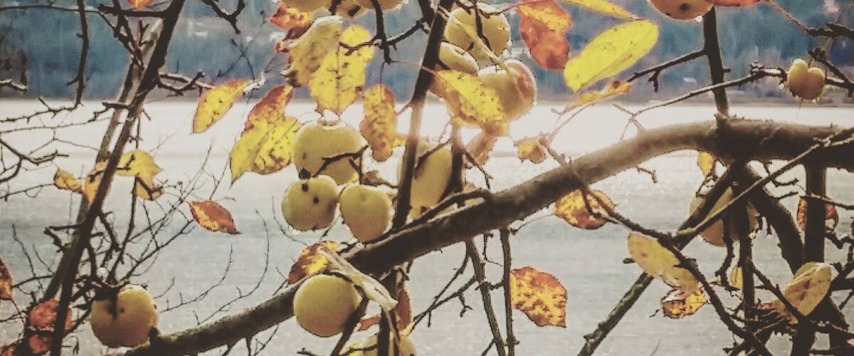 A tree with yellow fruits and autumn leaves against a snowy landscape.