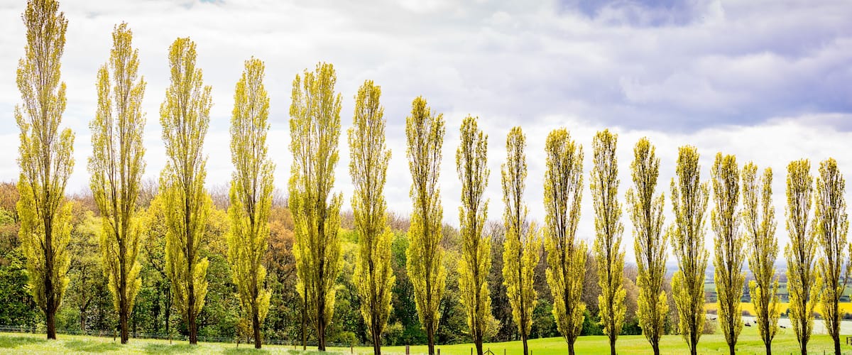 A row of tall, slender trees with yellow leaves in a grassy field under a cloudy sky.