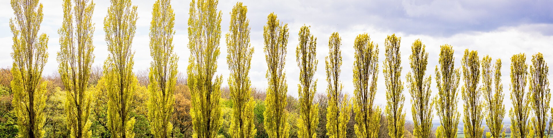 Eine Reihe schlanker Bäume mit gelben Blättern in einer grünen Wiese unter einem bewölkten Himmel.