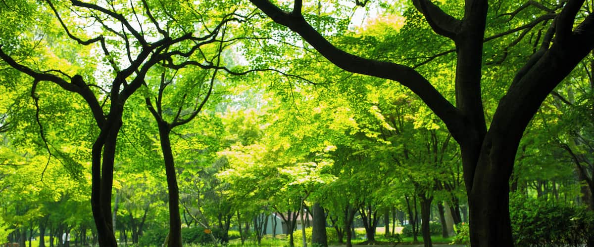 Korea Yangjaedong wooded landscape