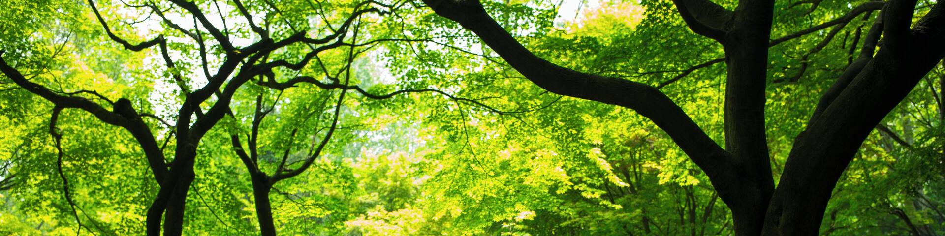 Korea Yangjaedong wooded landscape