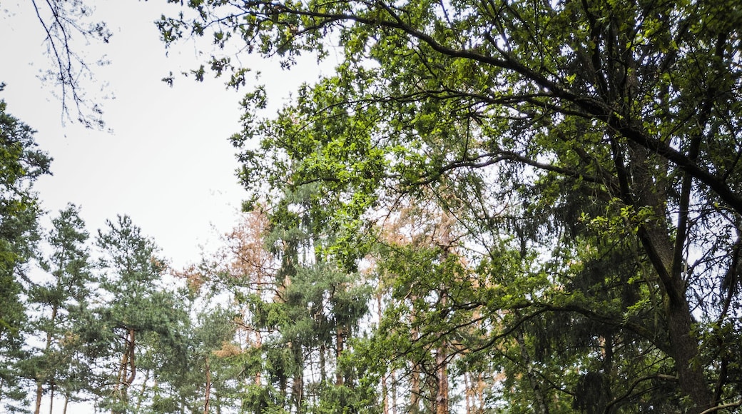 One of the many amazing stones at Blockheide-Eibenstein.