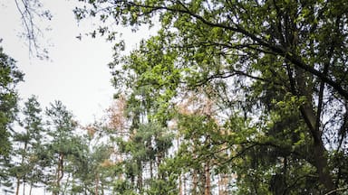 One of the many amazing stones at Blockheide-Eibenstein.