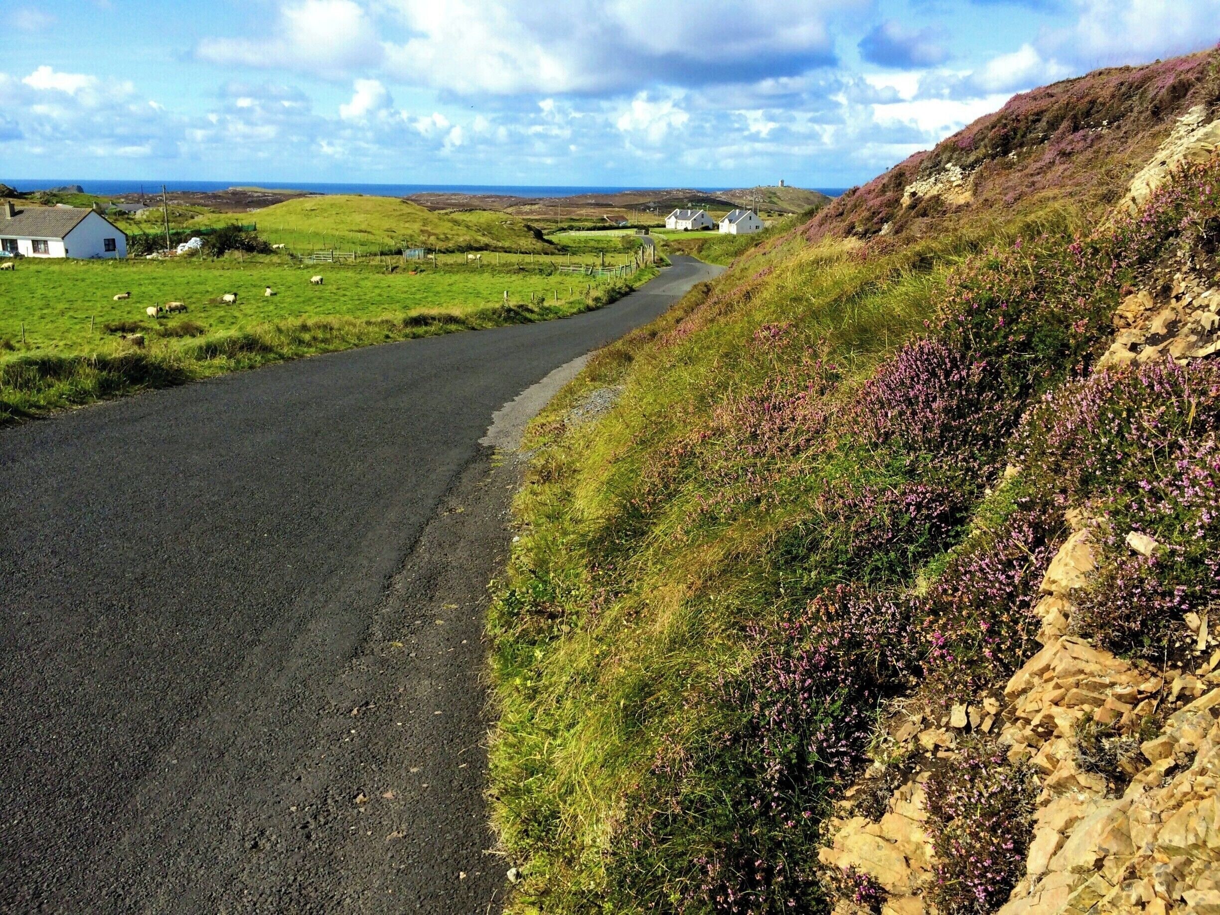 A narrow rural road winding through green fields with houses and sheep grazing.