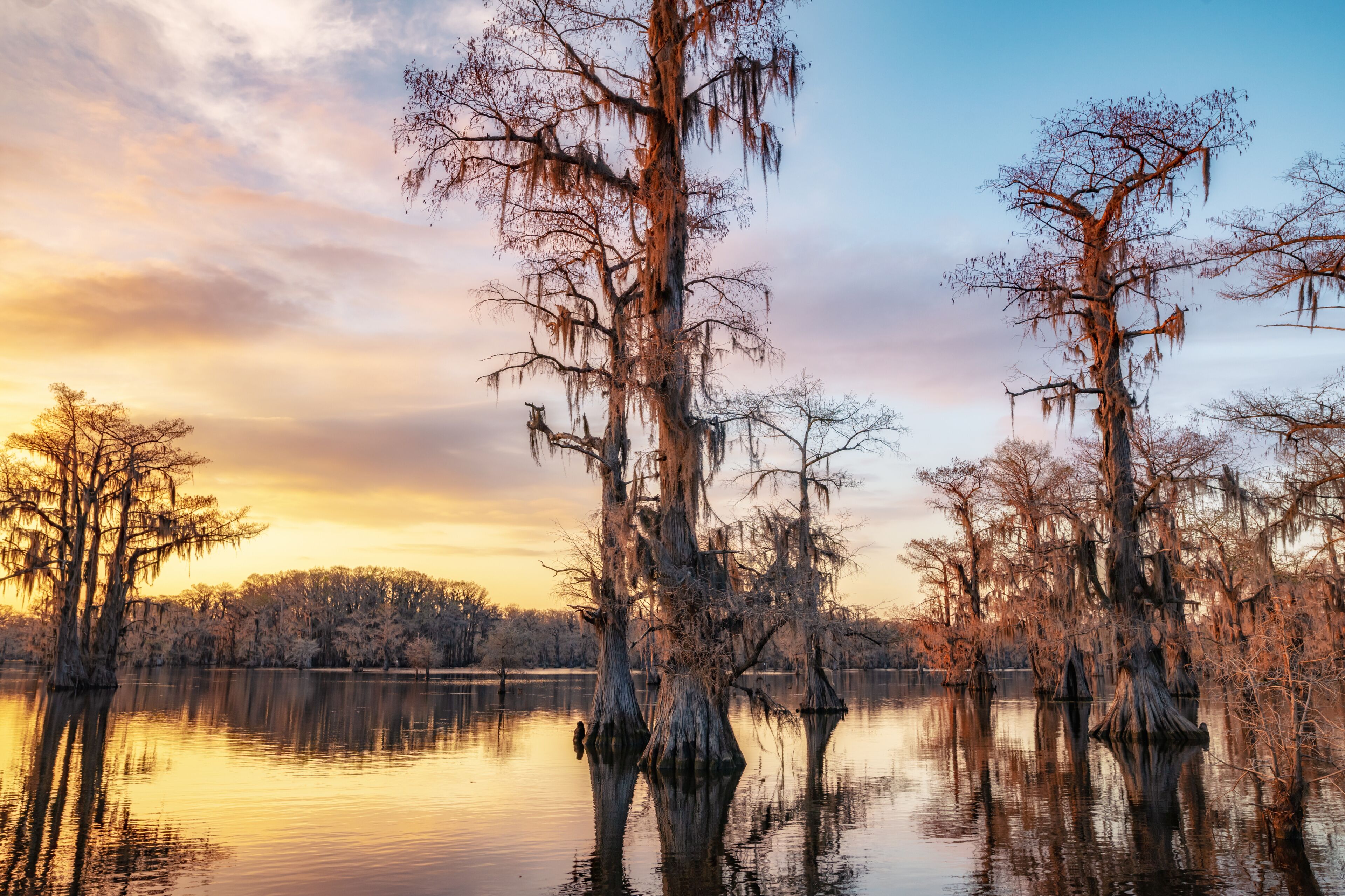 Bald cypress trees on Caddo Lake during sunset
