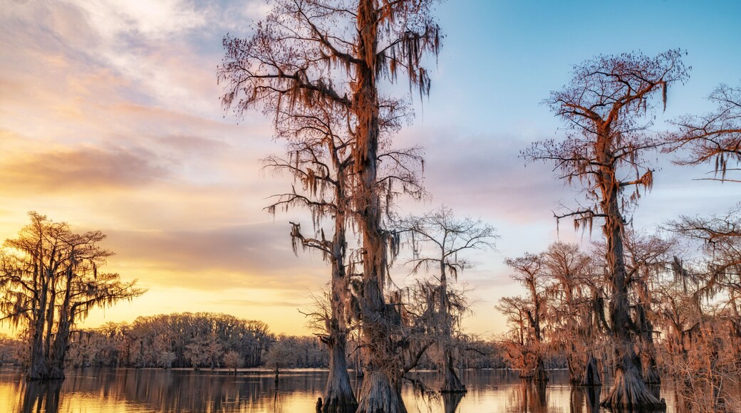 Bald cypress trees on Caddo Lake during sunset