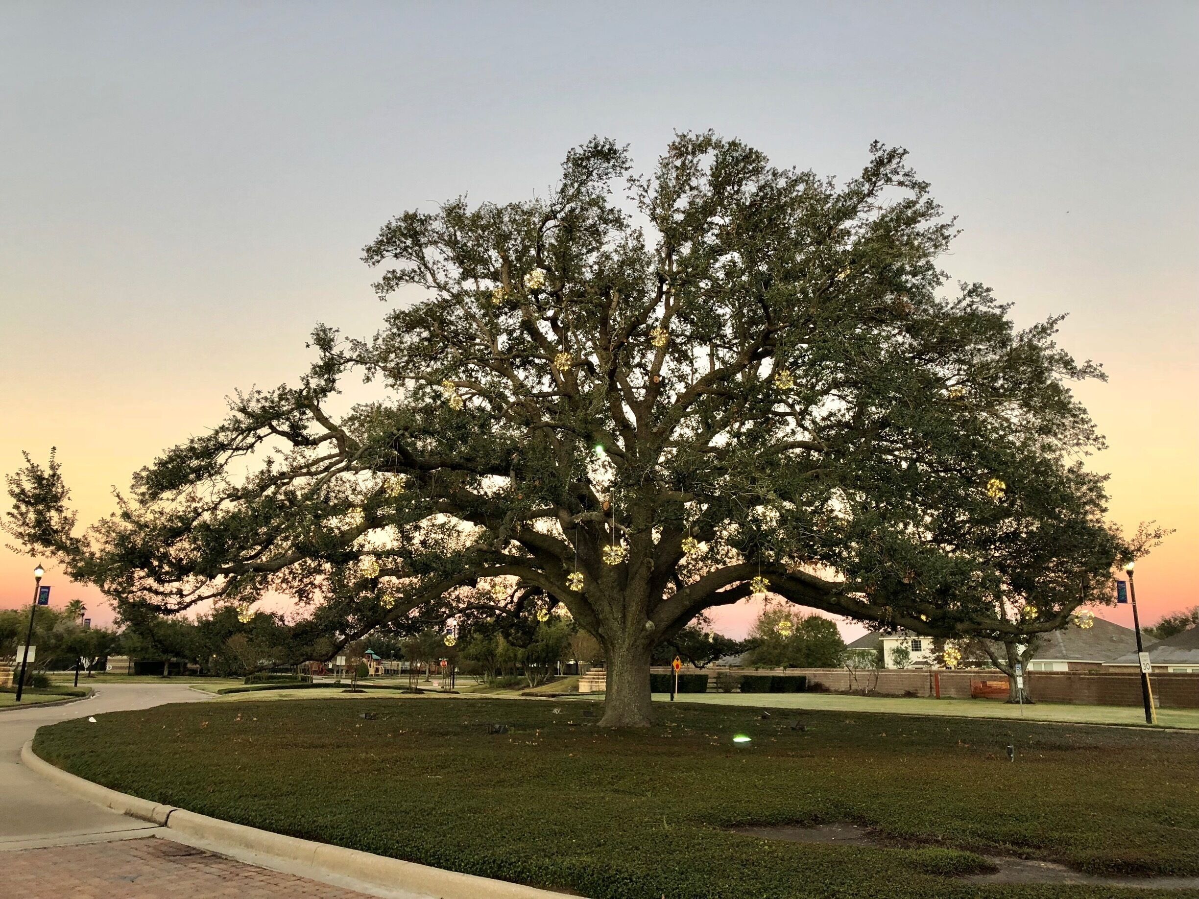 Some random tree next to Towne Lake. 