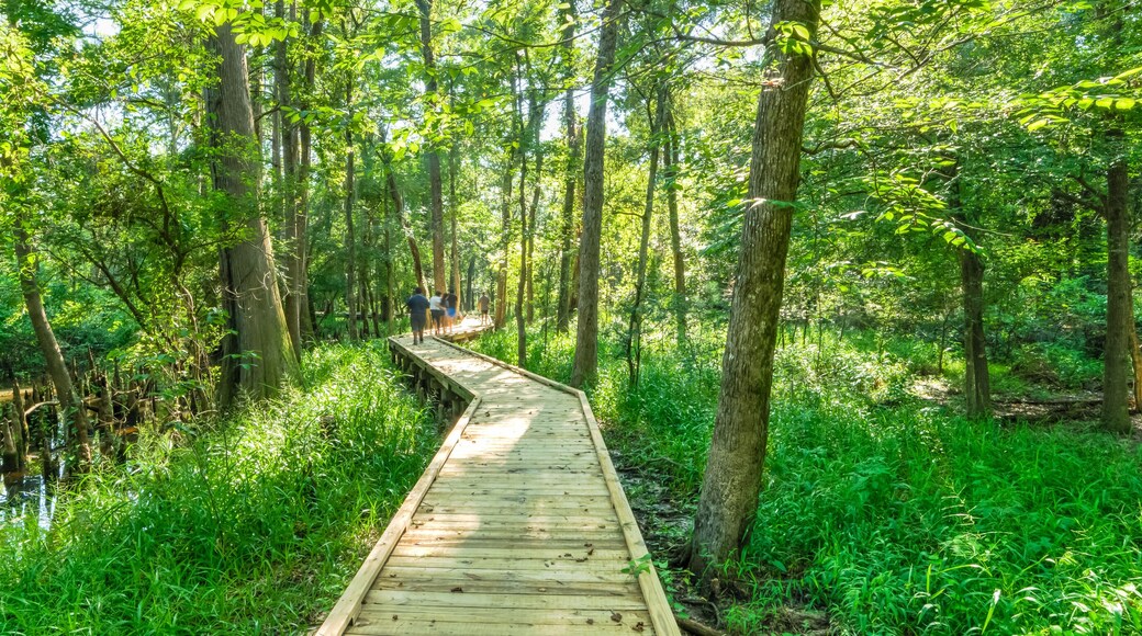 Motion blurred people jogging on nature trail boardwalk with bald cypress trees growing at Jesse Park & Nature Center in Texas, US. Outdoor recreational activities, human and nature contact. Panorama