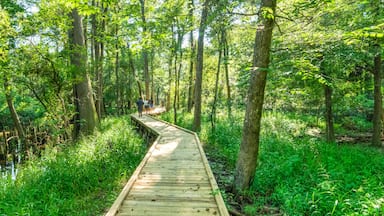 A wooden boardwalk through a dense forest with tall trees and a swampy area.