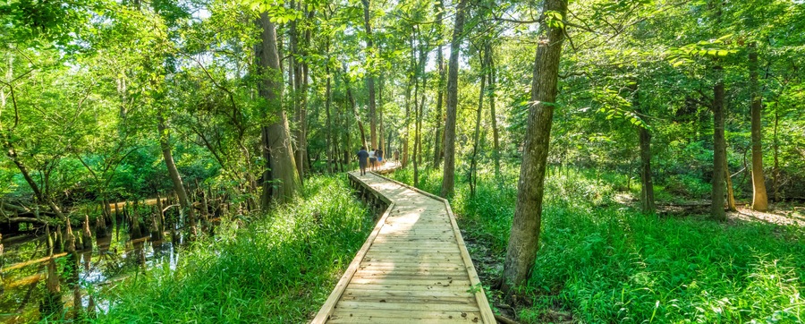 Motion blurred people jogging on nature trail boardwalk with bald cypress trees growing at Jesse Park & Nature Center in Texas, US. Outdoor recreational activities, human and nature contact. Panorama