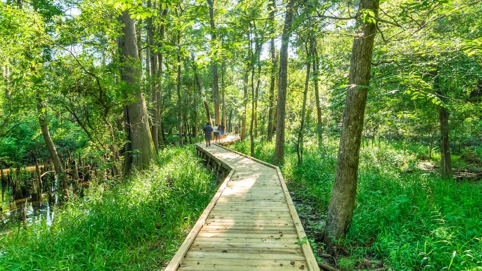 A wooden boardwalk through a dense forest with tall trees and a swampy area.