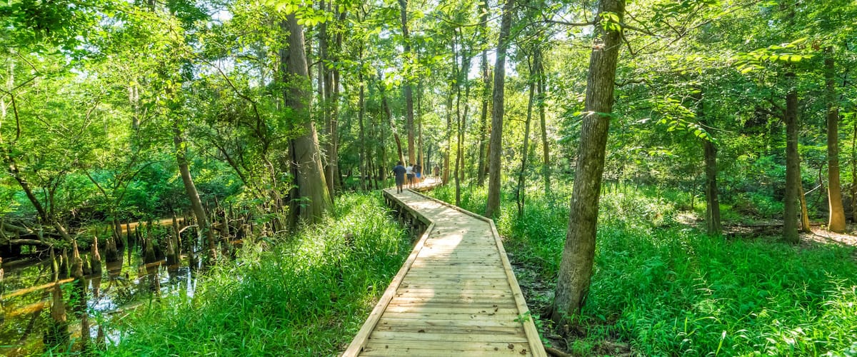 A wooden boardwalk through a dense forest with tall trees and a swampy area.