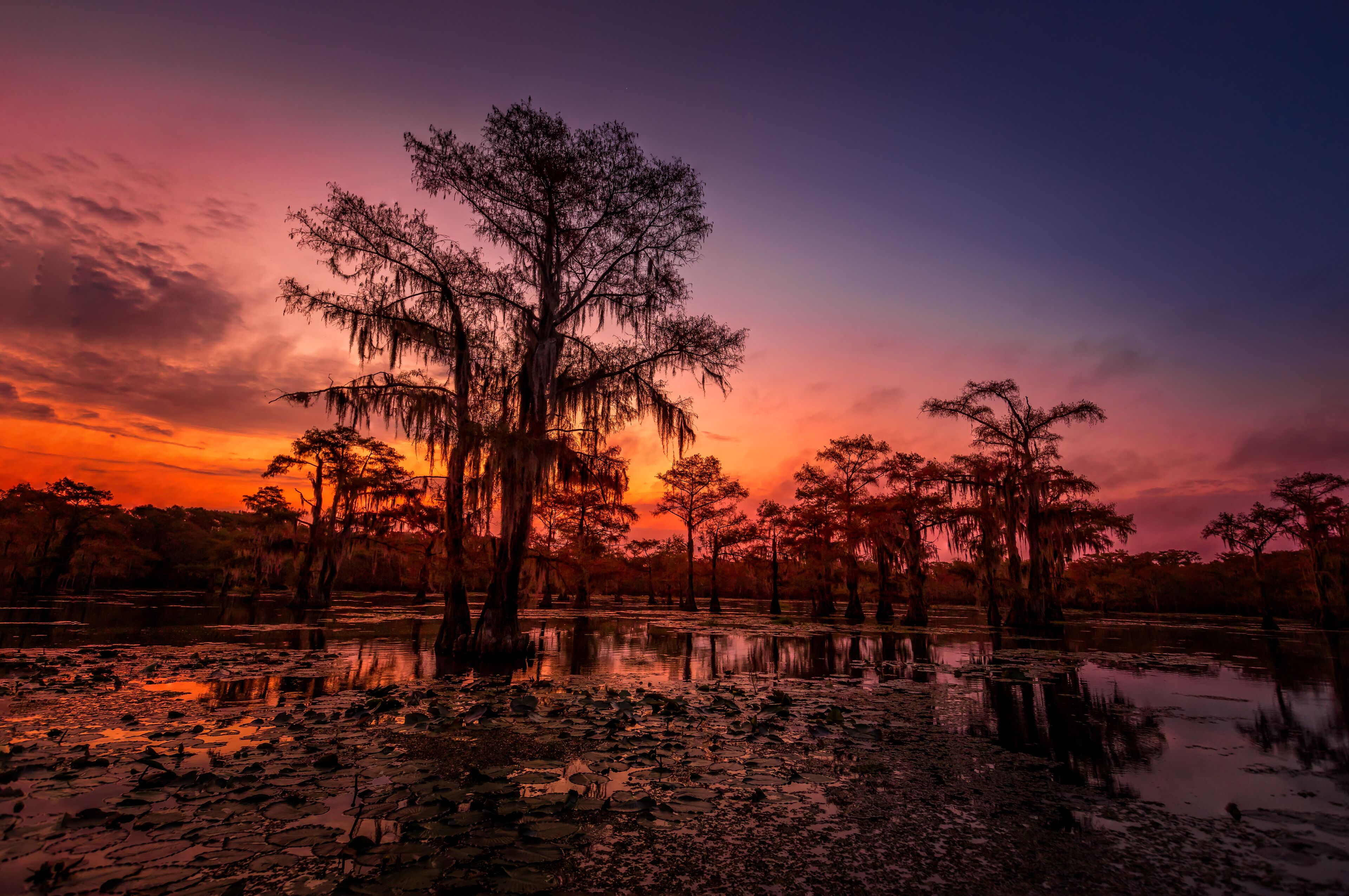 The magical and fairytale like landscape of the Caddo Lakeat sunset, Texas