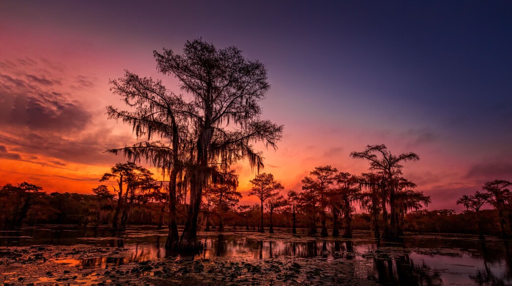 The magical and fairytale like landscape of the Caddo Lakeat sunset, Texas