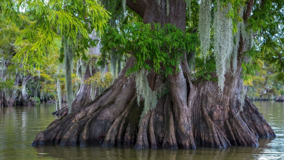 A large tree with extensive root systems emerging from the water.