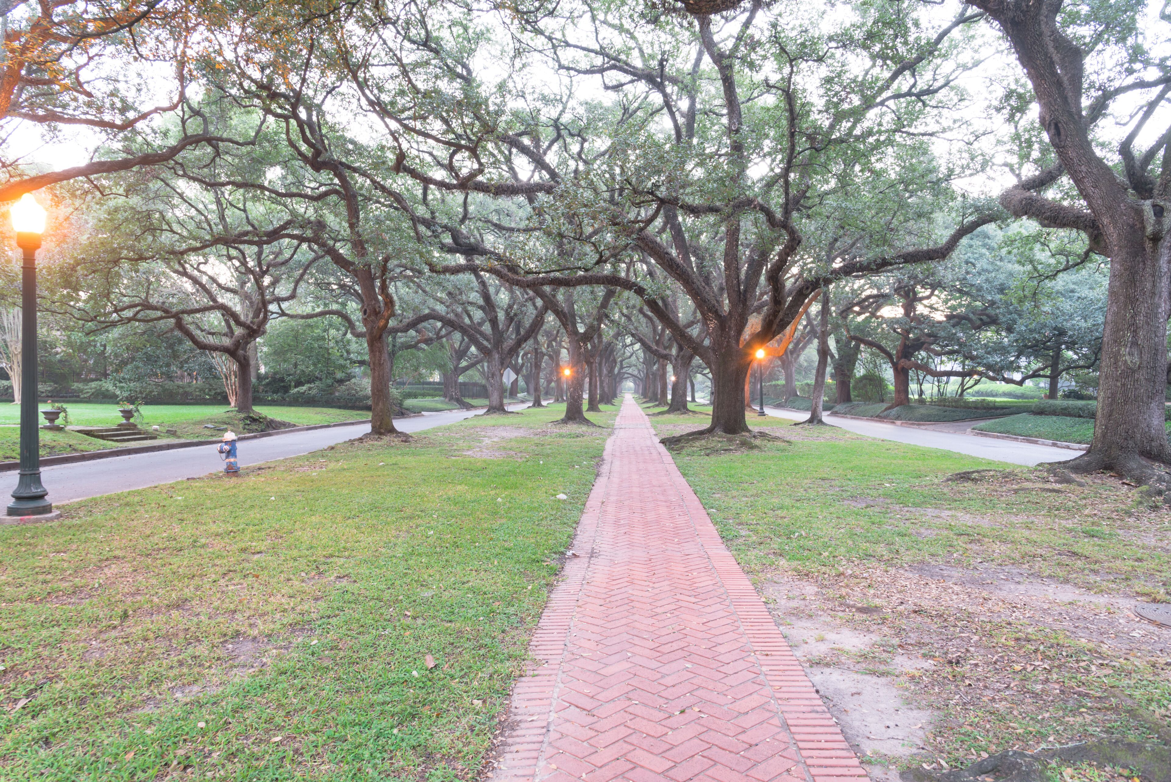 Romantic archway from live oak trees, green grass, street light and rustic brick path leads to infinity at foggy fall morning. Beautiful scenery in Houston, Texas, US. Oaks tree tunnel. Urban tranquil