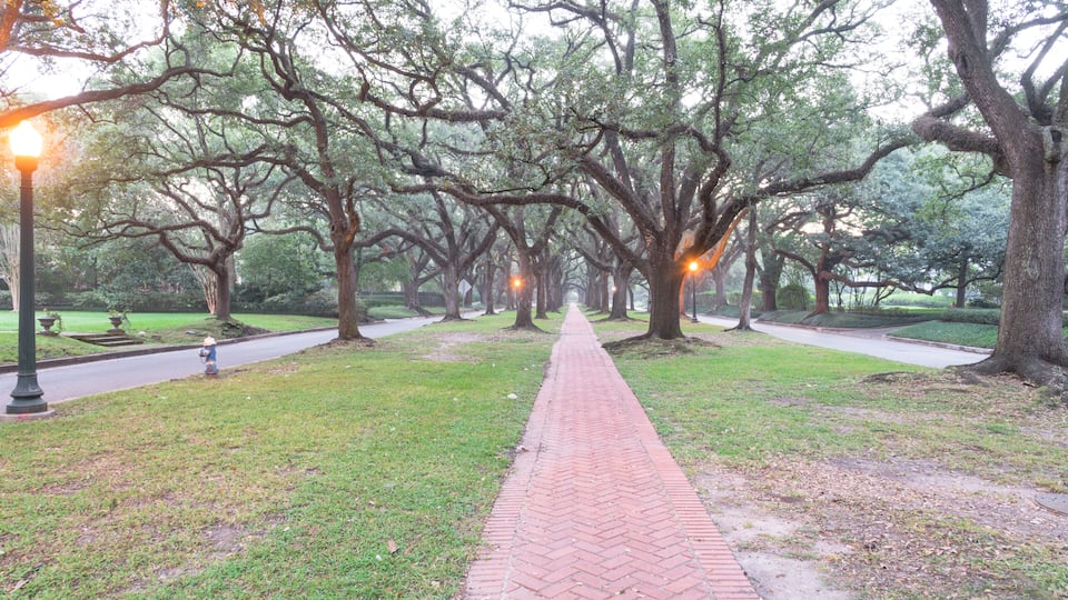 Romantic archway from live oak trees, green grass, street light and rustic brick path leads to infinity at foggy fall morning. Beautiful scenery in Houston, Texas, US. Oaks tree tunnel. Urban tranquil