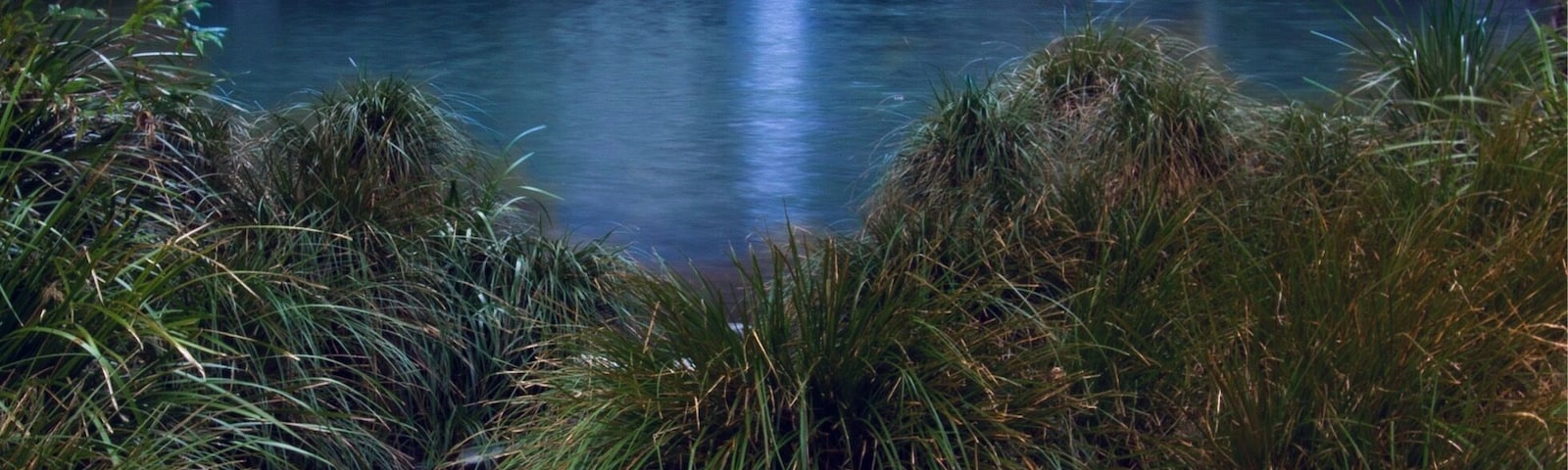 Sometimes all we need is a little tranquility 💦🌲🚶🏻