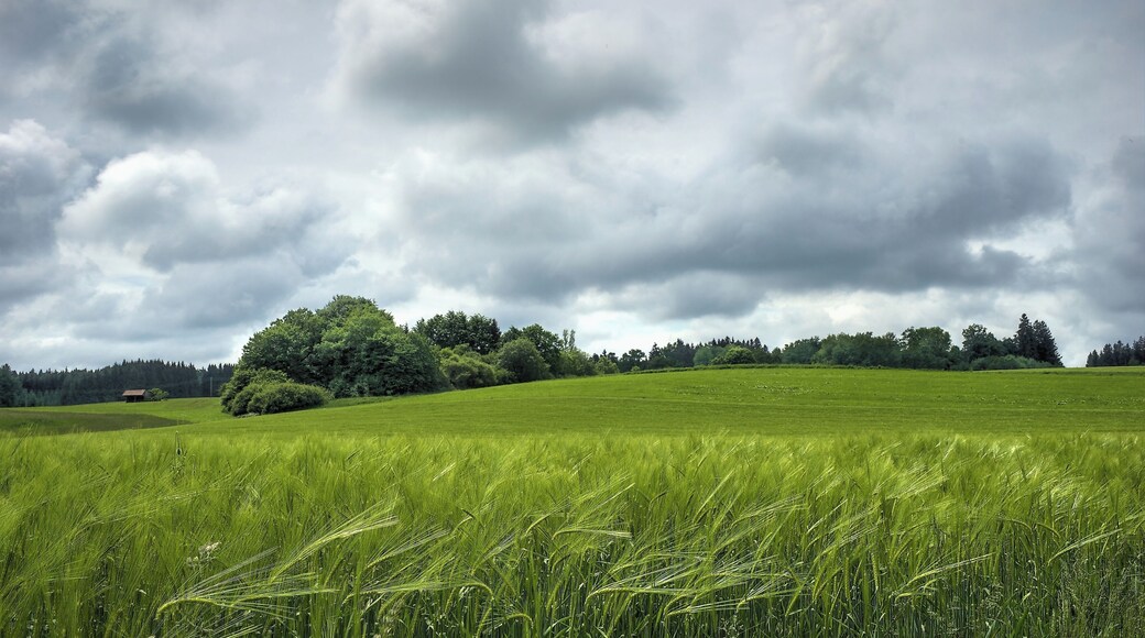 Meadow with cornfield in foreground, landscape protection area Ammersee-West (LSG-00509.01), administration district Landsberg am Lech, Bavaria, Germany