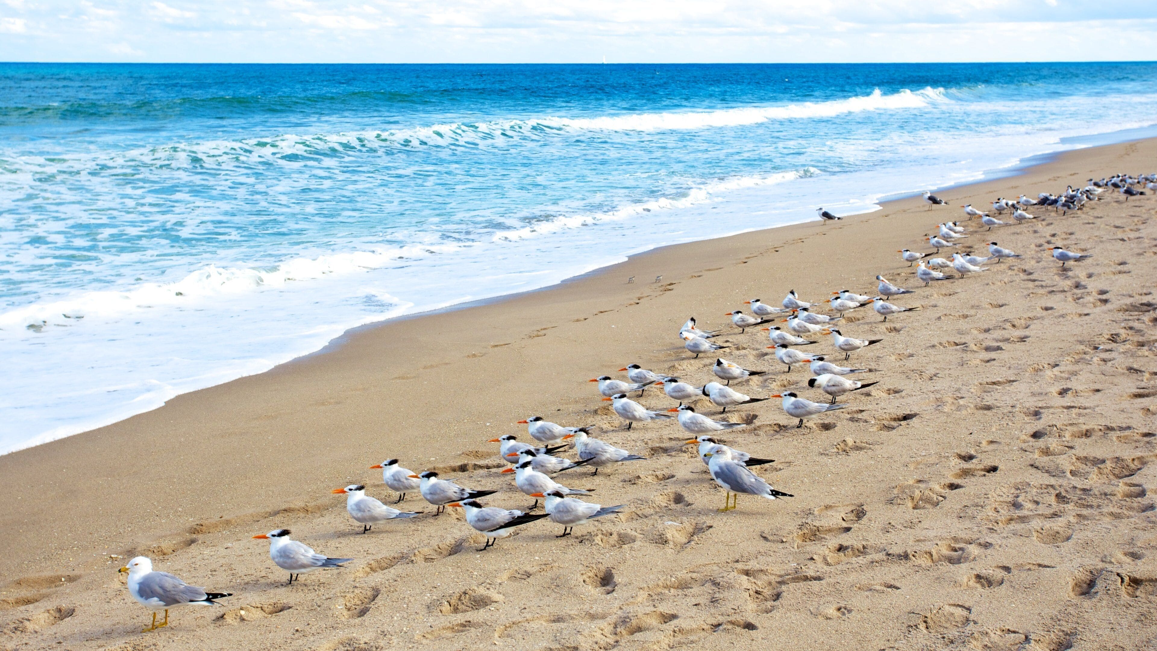 A beach with a large flock of seagulls and waves crashing onto the shore.