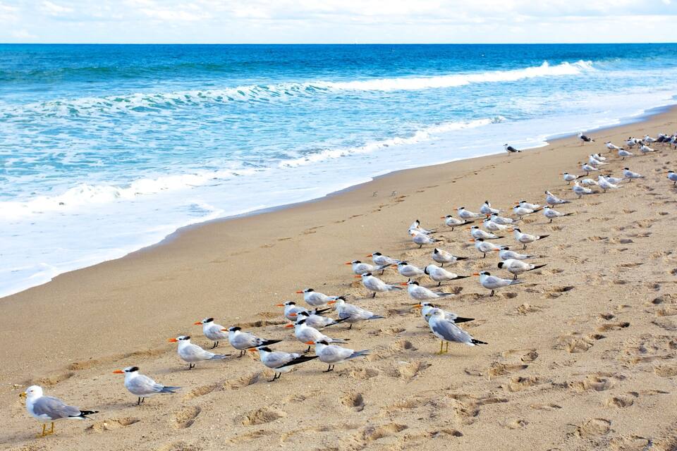 A beach with a large flock of seagulls and waves crashing onto the shore.