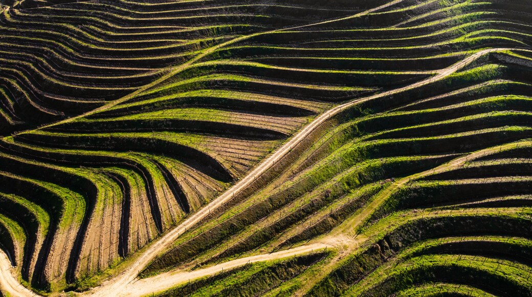 Aerial view of vineyards terraces in Douro Valley, Portugal