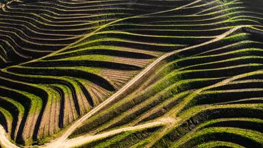 Aerial view of vineyards terraces in Douro Valley, Portugal
